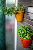 Fresh green herbs growing in vibrant orange and yellow pots hanging on a wall, creating a lively and natural atmosphere.