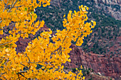 Tree branches with yellow fall leaves 