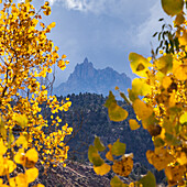 Tree branches with yellow fall leaves with mountain in distance