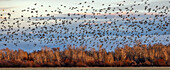 Flock of migrating mallard ducks flying over fields and trees at sunset