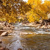 Virgin River flowing through Zion National Park in autumn