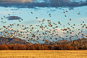 Migrating mallard duck in flight over fields and hills at sunset