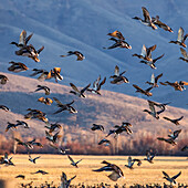 Migrating mallard duck in flight over fields