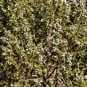 Close-up of berries on a juniper tree