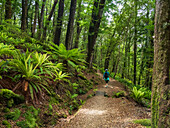 Rear view of hiker on footpath in forest in Fiordland National Park