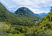 Grüne bewaldete Hügel im Fiordland-Nationalpark