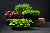 Various microgreens: sorrel, amaranth, pea, coriander