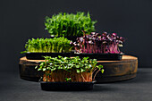 Verschiedene Microgreens: Sauerampfer, Amaranth, Erbse, Koriander