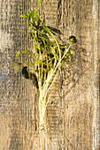 Rocket sprouts on wooden surface