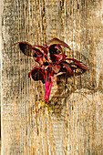 Amaranth sprouts on wooden surface