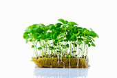 Basil sprouts (microgreens) on planting substrate