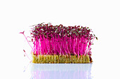 Amaranth sprouts (microgreens) on planting substrate