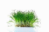 Chive sprouts (microgreens) on planting substrate