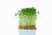 Coriander sprouts (microgreens) on planting substrate