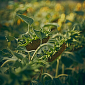 Field of sunflowers (Helianthus Annuus) at sunset