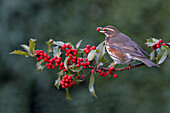 Rotdrossel (Turdus Iliacus), ernährt sich von Beeren der Europäischen Stechpalme (Ilex Aquifolium), Leicestershire, England