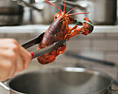 Fresh lobster being cooked