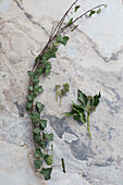 Efeuranke (Hedera) mit Blüten und Blättern auf Marmoruntergrund