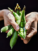 Hands holding fresh broad beans