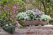 Gänsekresse 'Pink Gem' (Arabis caucasica), Alabaster Steinbrech Rosé (Saxifraga) und Schleifenblume 'Pink Ice' (Iberis) in Blumenschale auf der Terrasse