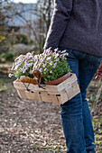 Frau trägt Blumentöpfe mit Steinbrech 'Appleblossom' (Saxifraga) im Spankörbchen