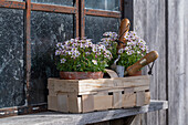 Saxifrage 'Appleblossom' (Saxifraga) in a basket with garden tools on the windowsill of a garden shed