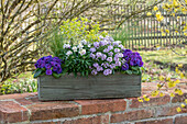 Gold lacquer 'Winter Charme' (Erysimum), primrose 'Amethyst Ice' (Primula), spurge 'Athene' (Euphorbia), Candytuft 'Pink Ice' (Iberis) in flower box on the patio