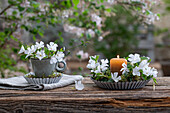 Dekoration Kleines Immergrün (Vinca) in Kaffeetasse und mit Kerze in Kuchenform dekoriert