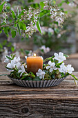 Dekoration Kleines Immergrün (Vinca) mit Wachteleiern und Kerze in Kuchenform dekoriert