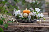Dekoration Kleines Immergrün (Vinca) mit Wachteleiern und Kerze in Kuchenform dekoriert