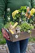 Weißbunte Gänsekresse 'Old Gold', Wolfsmilch 'Ascot Rainbow', Primel 'Pollyanna Yellow' in Vasen in Holzkiste zur Gartengestaltung