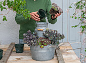 Japanische Fetthenne (sedum), Spinnweb, Hauswurz beim Einpflanzen in Zinkwanne