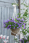 Teppich Glockenblume (Campanula portenschlagiana) in Blumenampel auf der Terrasse