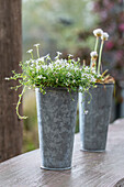 Steingartensortiment mit Steinbrech (Saxifraga), Grasnelke, Bubikopf in Töpfen