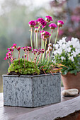 Steingartensortiment mit Steinbrech (Saxifraga) und Grasnelke (Armeria maritima) in Töpfen