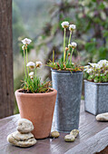Steingartensortiment mit Grasnelke (Armeria maritima) in kleinen Töpfen
