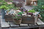 Silberspatelfetthenne, Buckelfetthenne, Milder Mauerpfeffer, Mittagsblume, Bleiche Fetthenne, Weisse Fetthenne  im Topf und Minibeet auf der Terrasse