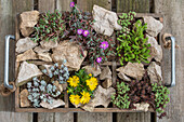 Silberspatelfetthenne, Buckelfetthenne, Milder Mauerpfeffer, Mittagsblume, Bleiche Fetthenne, Weisse Fetthenne in Pflanzgefäß mit Steinen