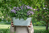 Frau hält Kasten mit Salbei (Salvia Officinalis), Bergbohnenkraut (Satureja montana) im Garten
