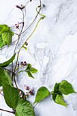 Purple bean plant with leaves and flowers