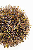 A sea urchin from below - close-up