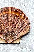 Scallop shell on a stone background