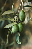 Green olives on a twig