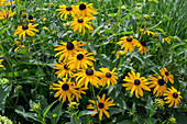 Blühender Sonnenhut (Rudbeckia hirta) im Gartenbeet