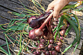 Freshly harvested red onions