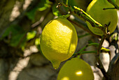 Close up einer reifen Zitrone an einem Zitronenbaum (Citrus limon)