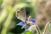 Close up eines Hauhechel-Bläuling (Polyommatus icarus) auf Borretschblüte