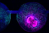 Brain organoids, light micrograph