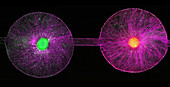 Brain organoids, light micrograph