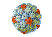 Human papilloma virus particle, illustration